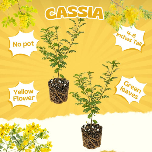 2 Cassia Live Plants, Yellow Cassia Flower Live Plant, 4-6 Inch Tall