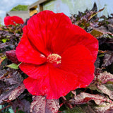4 Black Leaf Red Hibiscus Plants Live, Large Bloom Shrub, 4-8 Inch Tall