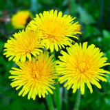 Yellow Dandelion Plant Live, Edible Herb Flower Plant, 4-7 Inch Tall