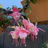 Pink Hardy Fuchsia Live Plant, Flower Plant, 4-8 Inch Tall, 5 Inch Pot