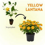 Set 2 Gold Lantana Live Plant 4-6 Inches Tall
