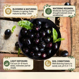 Black Jambul Plum Live Plant, Outdoor Garden Fruit Tree, 4 Inch Pot