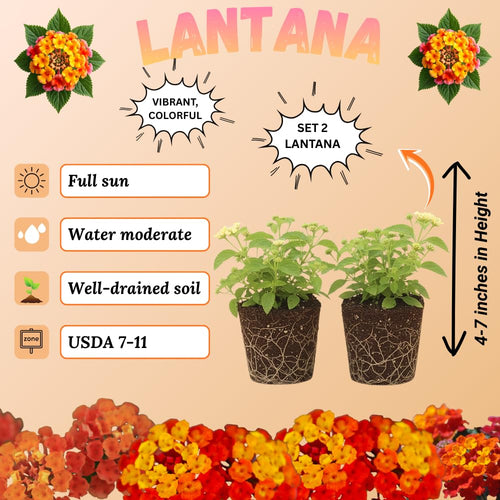 2 Bright Orange Lantana Live Plants, Lantana Flower Plant, 4-7 Inch Tall
