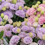 Mix Color Lisianthus Plant, Eustoma Lisianthus Flowers in Plug, 3-5'' Tall