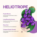 2 Purple Blue Heliotrope Live Plants, Starter Plant, 3-5 Inch Tall