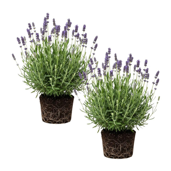 2 Creek Lavender Plants, Lavender Plants Live, 4-8 Inch Tall