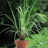 3 Lemongrass Live Plants, Herb Stalks Plant, 4-6 Inch Tall