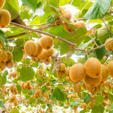 2 Hardy Kiwi Plants Live, Fruit Vine Plant, 4-6 Inch Tall