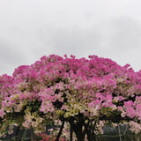 White Pink Bougainvillea Live Plant, Vine Plant, 6-8 Inch Tall, 4 Inch Pot
