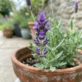 Light Purple Lavender Plant Live, Purple Blooms Flower, 4-6 Inch Tall