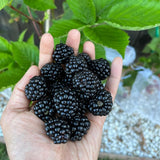 2 Large Black Berry Plants, Blackberries Bush, 4-6 Inch Tall