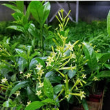 3 Jasmine Live Plants, Night Blooming Jasmine Plants, 4-6 Inch Tall