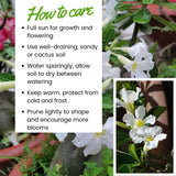 White Desert Rose Live Plant, Home Garden Plant, 4-6 Inch Tall