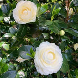 Live White Camellia Plant 8-14" Tall, Camellia Plant in Pot