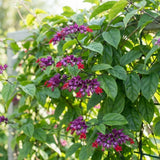2 Red Bleeding Heart Live Plants, Clerodendrum Flower Vine, 4-6 Inch Tall
