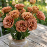 Orange Brown Lisianthus Plant, Eustoma Lisianthus Flowers Plug, 3-5'' Tall