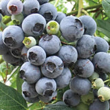 2 Elliott Blueberry Live Plants, Patio Fruit Bush, 4-6 Inch Tall