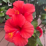 4 Red Hibiscus Live Plants, Hibiscus Flower, Patio Container Plant, 4-8 Inch Tall
