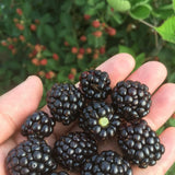 2 Osage Black Berry Plants, Blackberries Bush, 4-6 Inch Tall