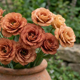 Orange Brown Lisianthus Plant, Eustoma Lisianthus Flowers Plug, 3-5'' Tall