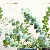 Eucalyptus Plant Live, Indoor Outdoor Tree, 4-6 Inch Tall