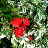 4 Variegated Red Hibiscus Plants Live, 4-8 Inch Tall