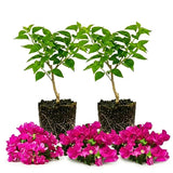 2 Deep Pink Bougainvillea Live Plants, Ornamental Vine Plant, 4-7 Inch Tall
