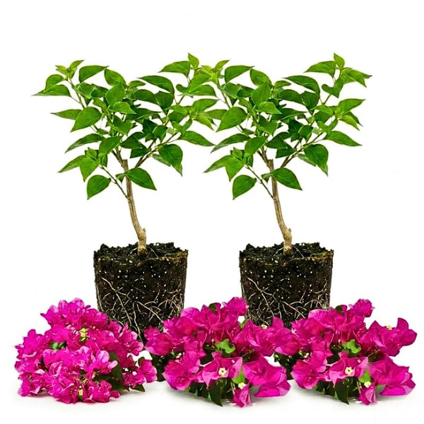2 Deep Pink Bougainvillea Live Plants, Ornamental Vine Plant, 4-7 Inch Tall