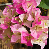 2 White Pink Bougainvillea Plants Live, Rooted Vine Starter, 4-7 Inch Tall