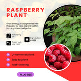 3 Thornless Red Raspberry Live Plants, Berry Bush Plant, 3-5 Inch Tall