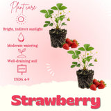 2 Red Strawberry Plants Live, Indoor Outdoor Plant, 4-6 Inch Tall