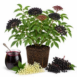 Elderberry Live Plant 6-10 Inches, Fast Growing Black Eldeberries, Ornamental Shrub with Edible Berries for Garden