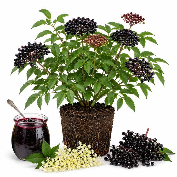Elderberry Live Plant 6-10 Inches, Fast Growing Black Eldeberries, Ornamental Shrub with Edible Berries for Garden