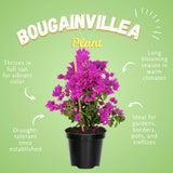 2 Purple Live Bougainvillea Plants, Outdoor Garden Plant, 4-6 Inch Tall