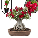 Red Desert Rose Live Plant 4-7 Inches Tall