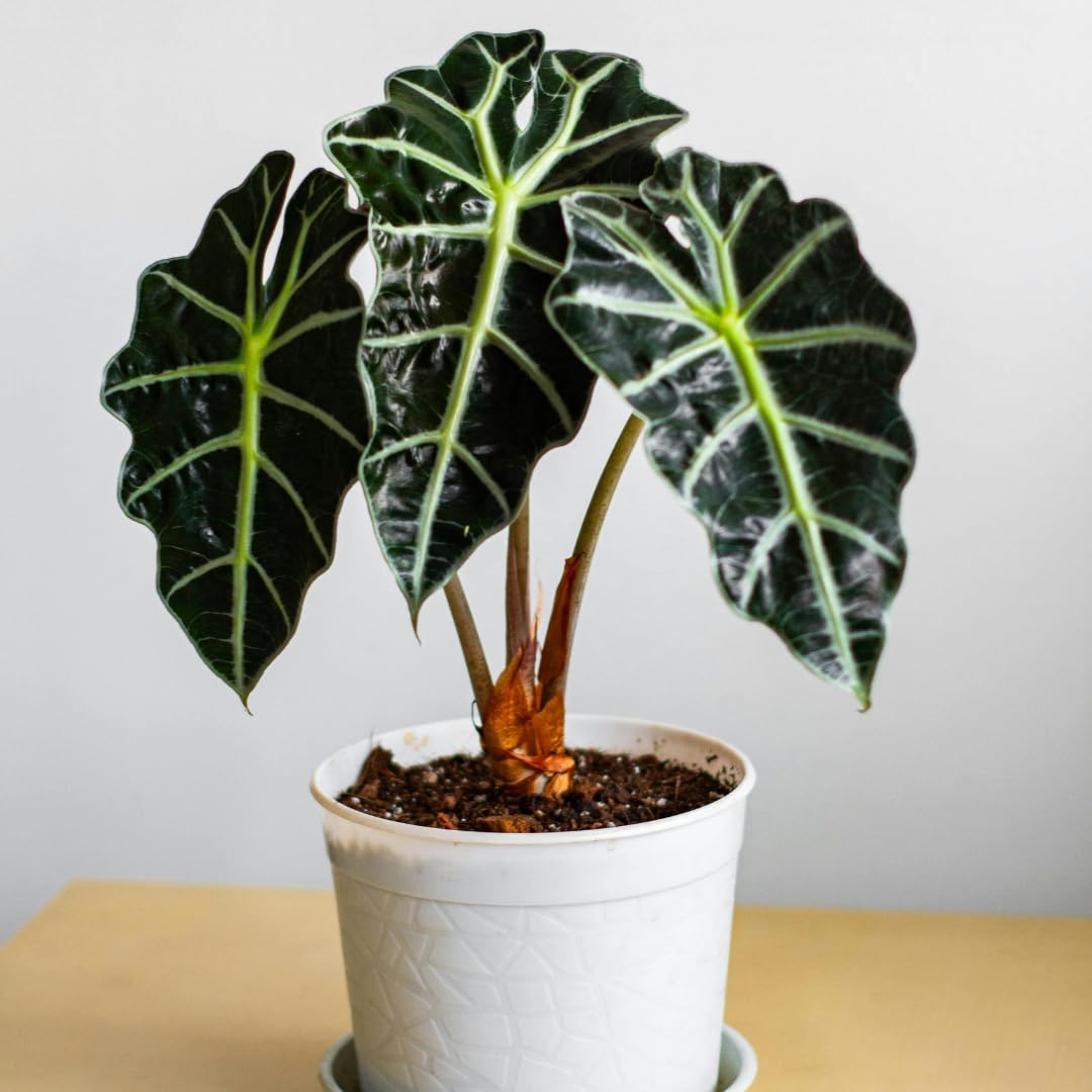 2 Dark Green Alocasia Live Plants, Hardy Garden Plant, 4-6 Inch Tall