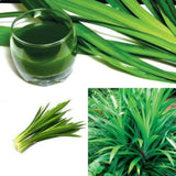 2 Pandan Leaves Live Plants, Well-Rooted Herb Plant, 4-8 Inch Tall