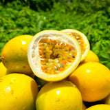 Yellow Passionfruit Plant, Passion Fruit Plant Live, 4-6 Inch Tall