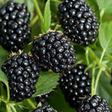 2 Sweet Black Berry Plants, Blackberries Bush, 4-6 Inch Tall