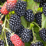 3 BlackBerry Live Plants, Edible Fruit Bush, 3-7 Inch Tall