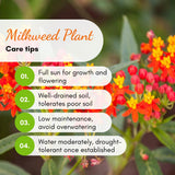 2 Red Milkweed Live Plants, Hardy Garden Plant, 4-6 Inch Tall