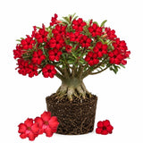 Red Desert Rose Live Plant 4-7 Inches, Colorful Adenium Obesum Succulent Plants for Indoor Outdoor, Hardy, Ready to Grow