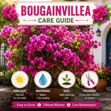 2 Raspberry Ice Bougainvillea Live Plants, Flowering Vine, 4-7 Inch Tall