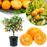 Sweet Kumquat Tree Live, Sweet Citrus Tree, 1-2 Ft Tall, 1 Gallon Pot