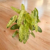 Variegated Philodendron Live Plant 4-6 Inches, Easy Care Indoor Houseplant for Home and Office, Tropical Foliage Philodendron