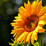 2 Yellow Sunflower Live Plants, Outdoor Garden Flower Plant, 3-5 Inch Tall