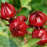 100 Roselle Live Seeds, Seeds for Home Garden