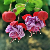Blue Fuchsia Live Plant, Long Blooming Flower, 4-8 Inch Tall, 5 Inch Pot