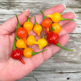 2PPP Biquinho Pepper Plants Live, 4-7 Inch Tall, 4 Inch Pot