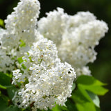 2 Purple Lilac Plants Live, Flower Bush, 4-6 Inch Tall, 4 Inch Pot